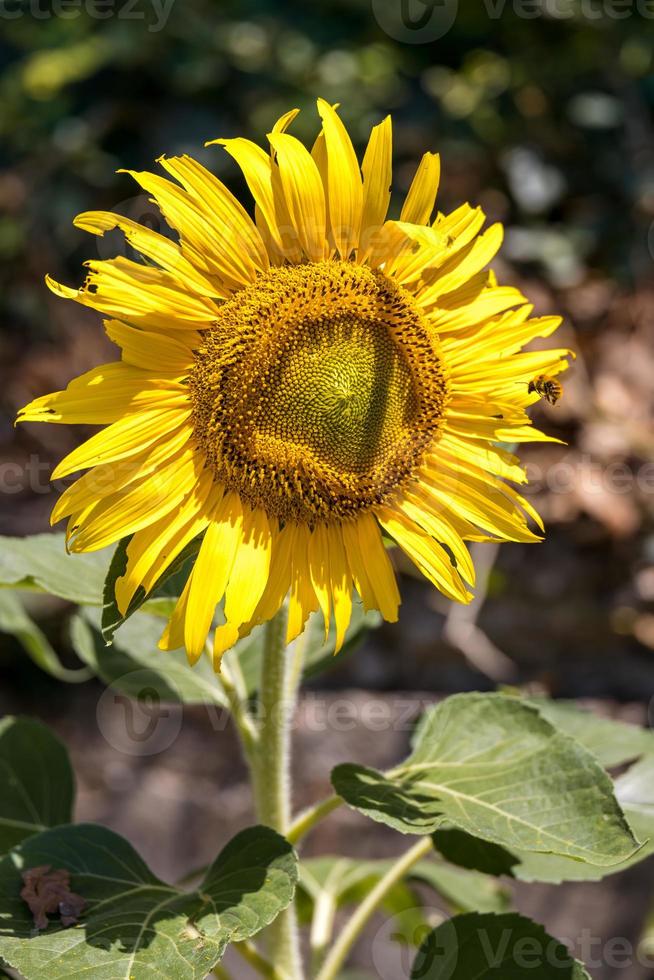 girassol florescendo em um jardim na itália foto