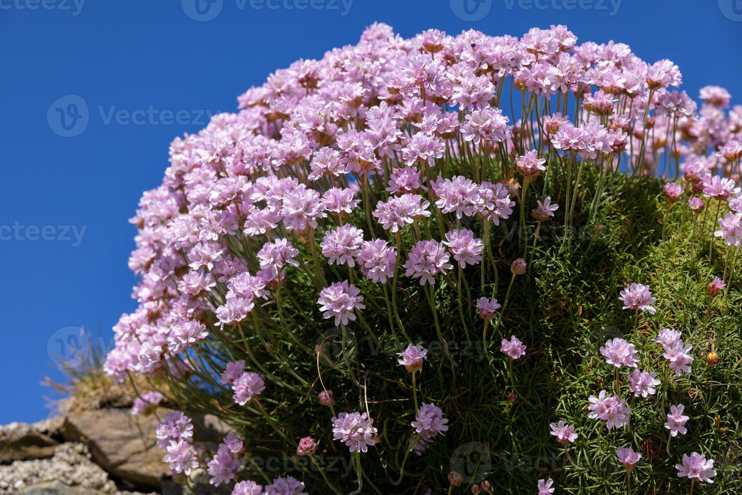 rosas do mar florescendo na primavera em st ives em cornwall foto