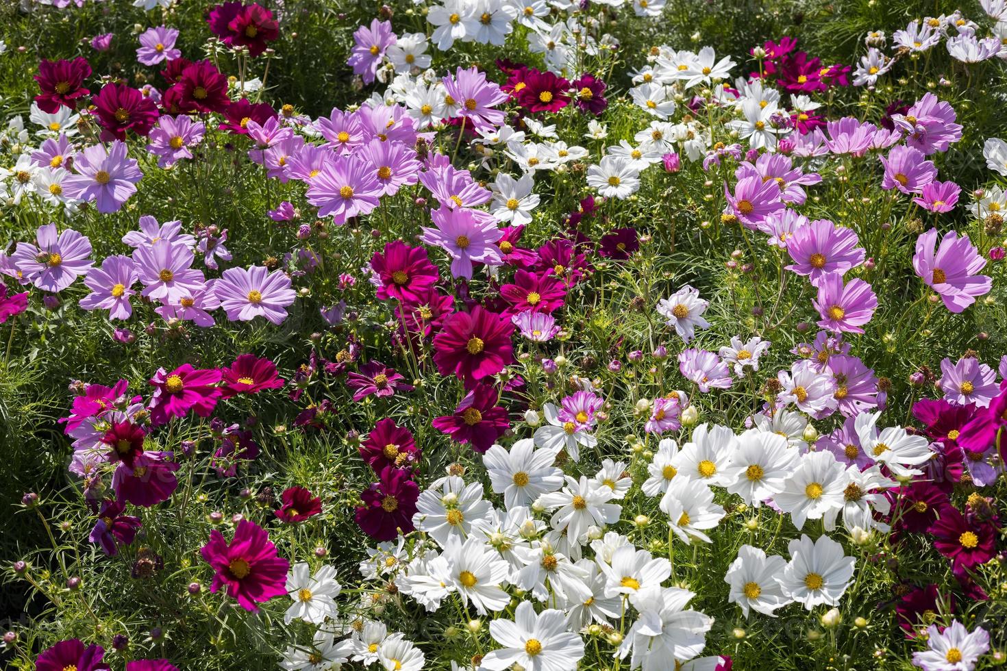 cosmos flores em plena floração em eastbourne foto