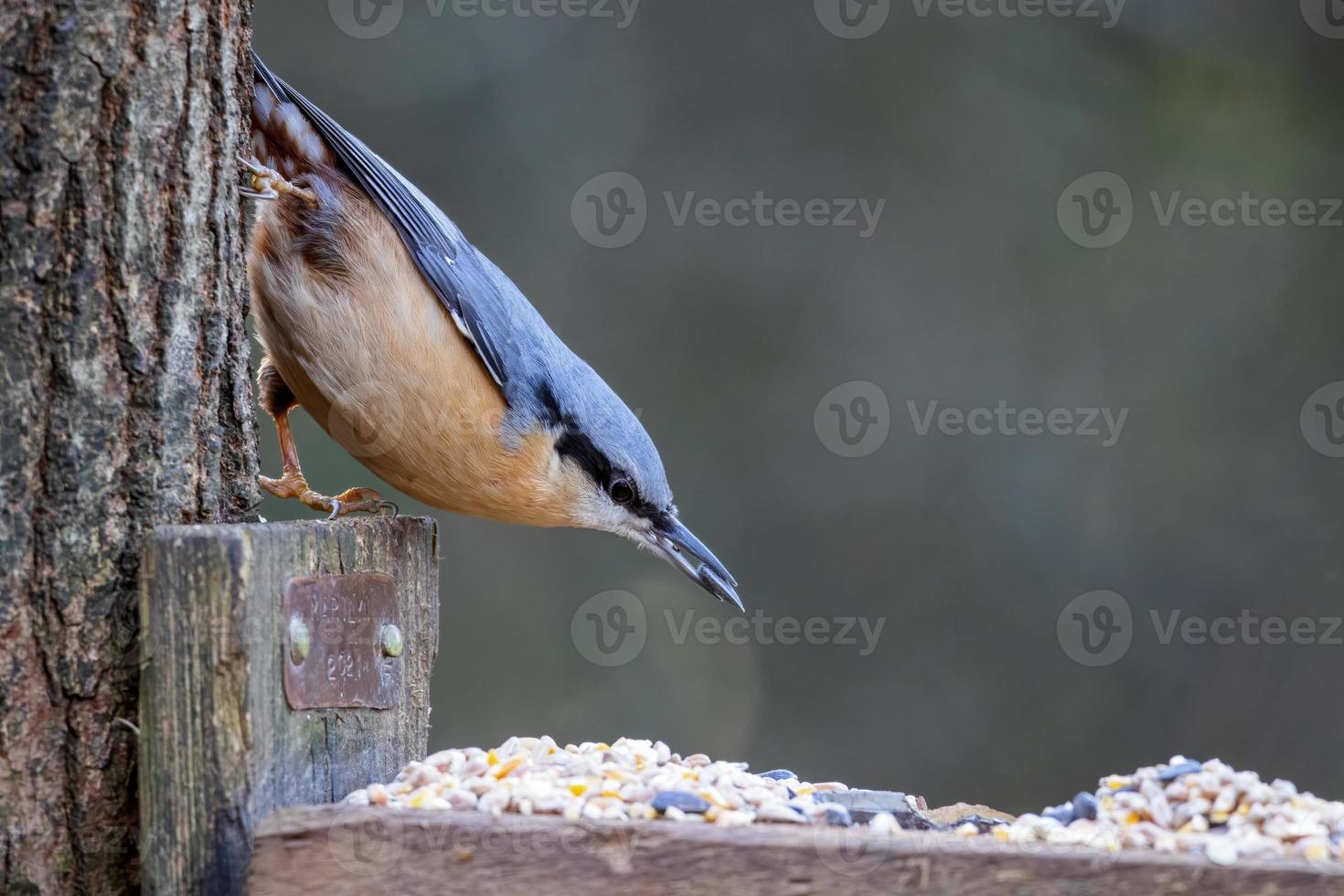 Nuthatch em busca de sementes de uma mesa de pássaros de madeira foto