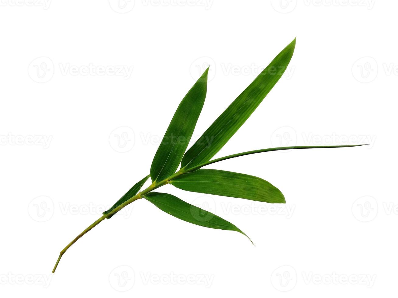 folhas de bambu isoladas em um fundo branco foto