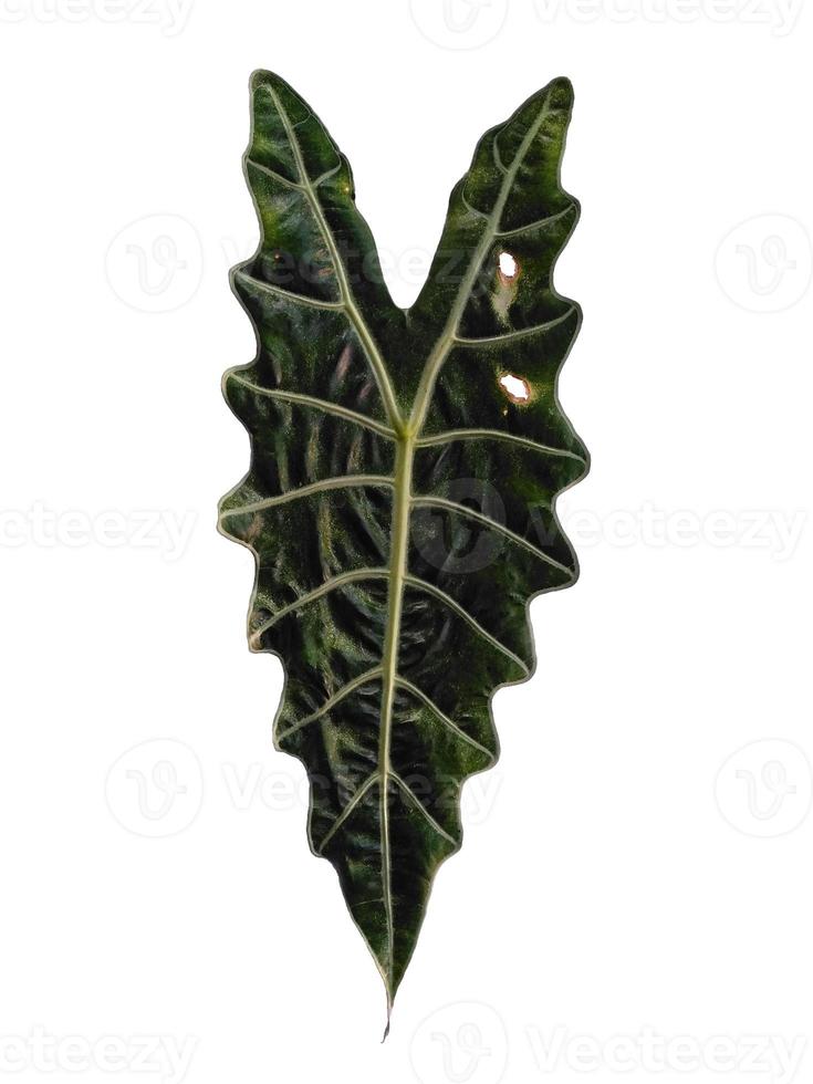 folhas de anthurium crystallinum ou folha de alocasia isoladas no fundo branco foto
