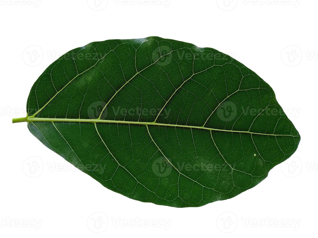 folhas de jaca verde sobre fundo branco foto