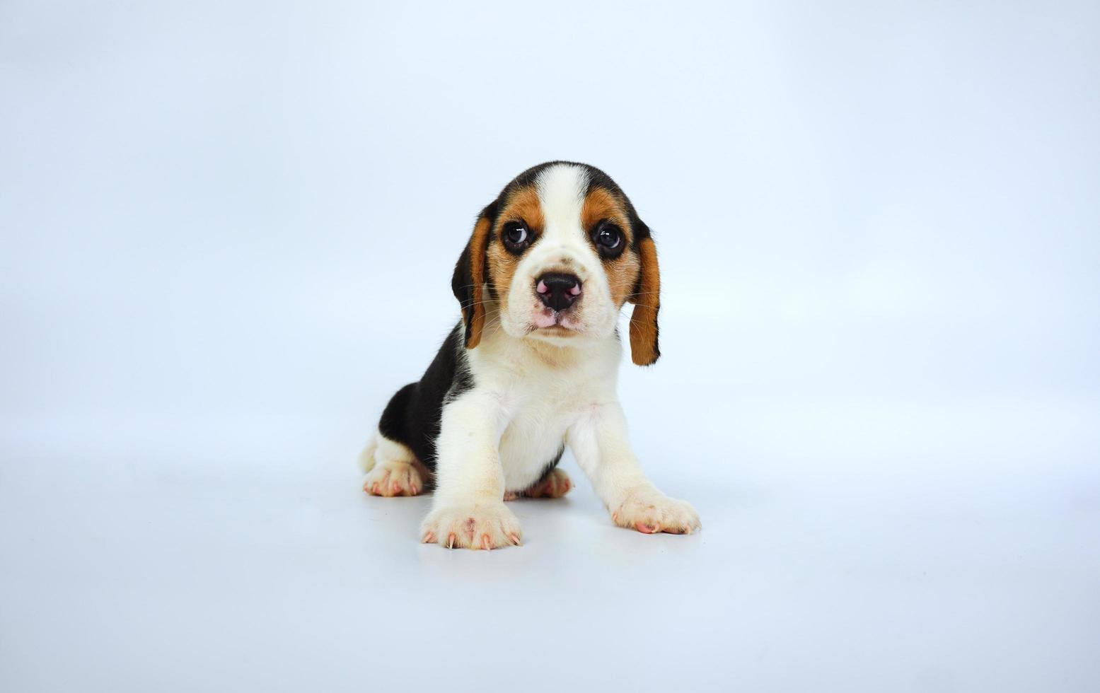 adorável beagle tricolor na tela branca. beagles são usados em uma variedade de procedimentos de pesquisa. a aparência geral do beagle se assemelha a um foxhound em miniatura. beagles têm narizes excelentes. foto