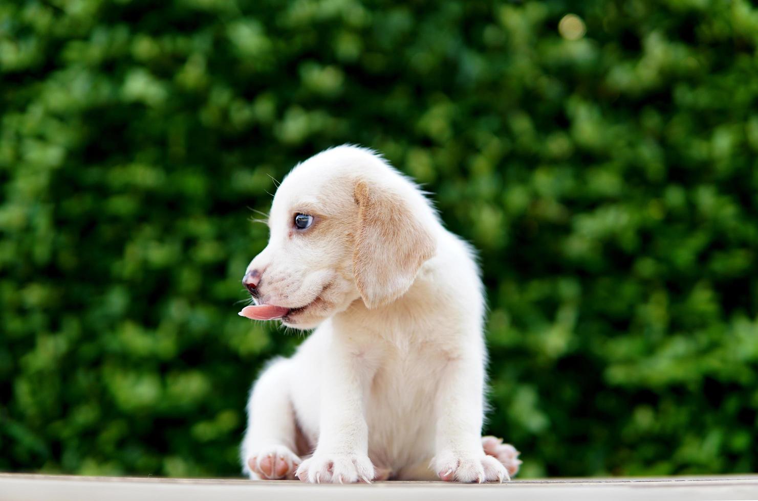 filhote de cachorro beagle bonito idade um mês sentado no chão verde e olhando para a frente. imagem tem espaço de cópia para anúncio ou texto. foto