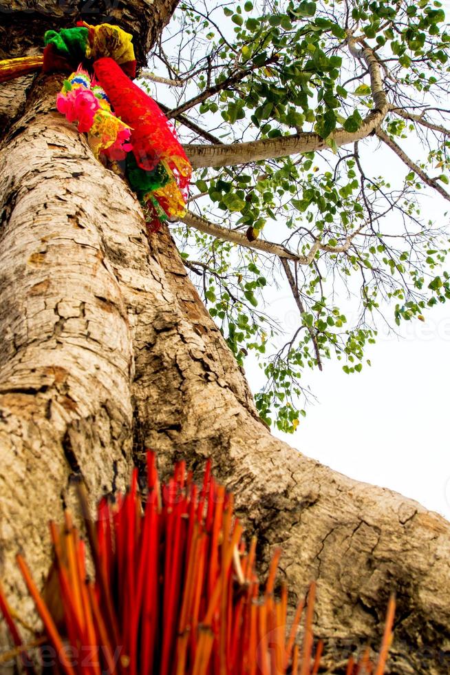 as fitas coloridas e incensos na árvore sagrada foto