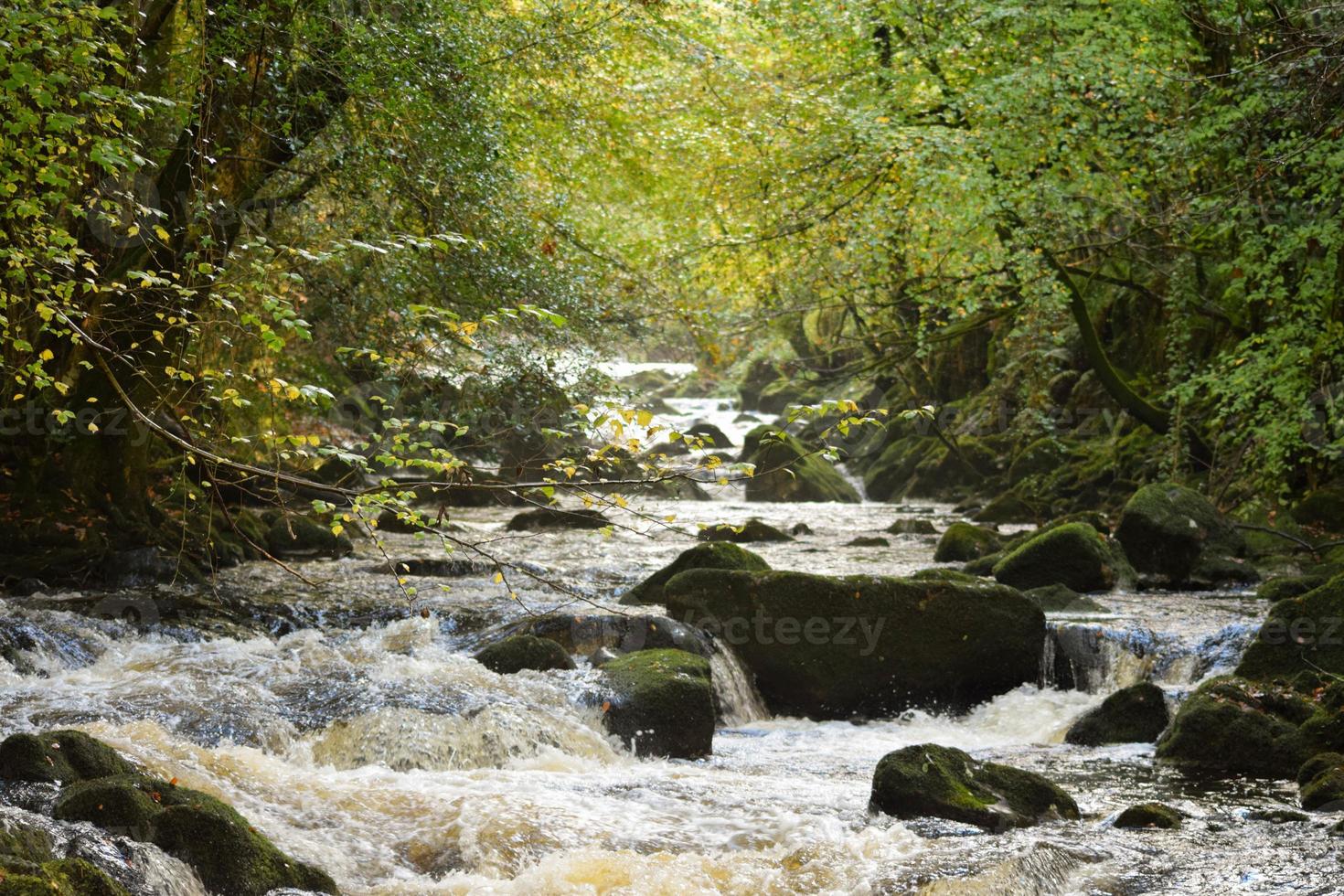 rio da floresta com rochas cobertas de musgo foto