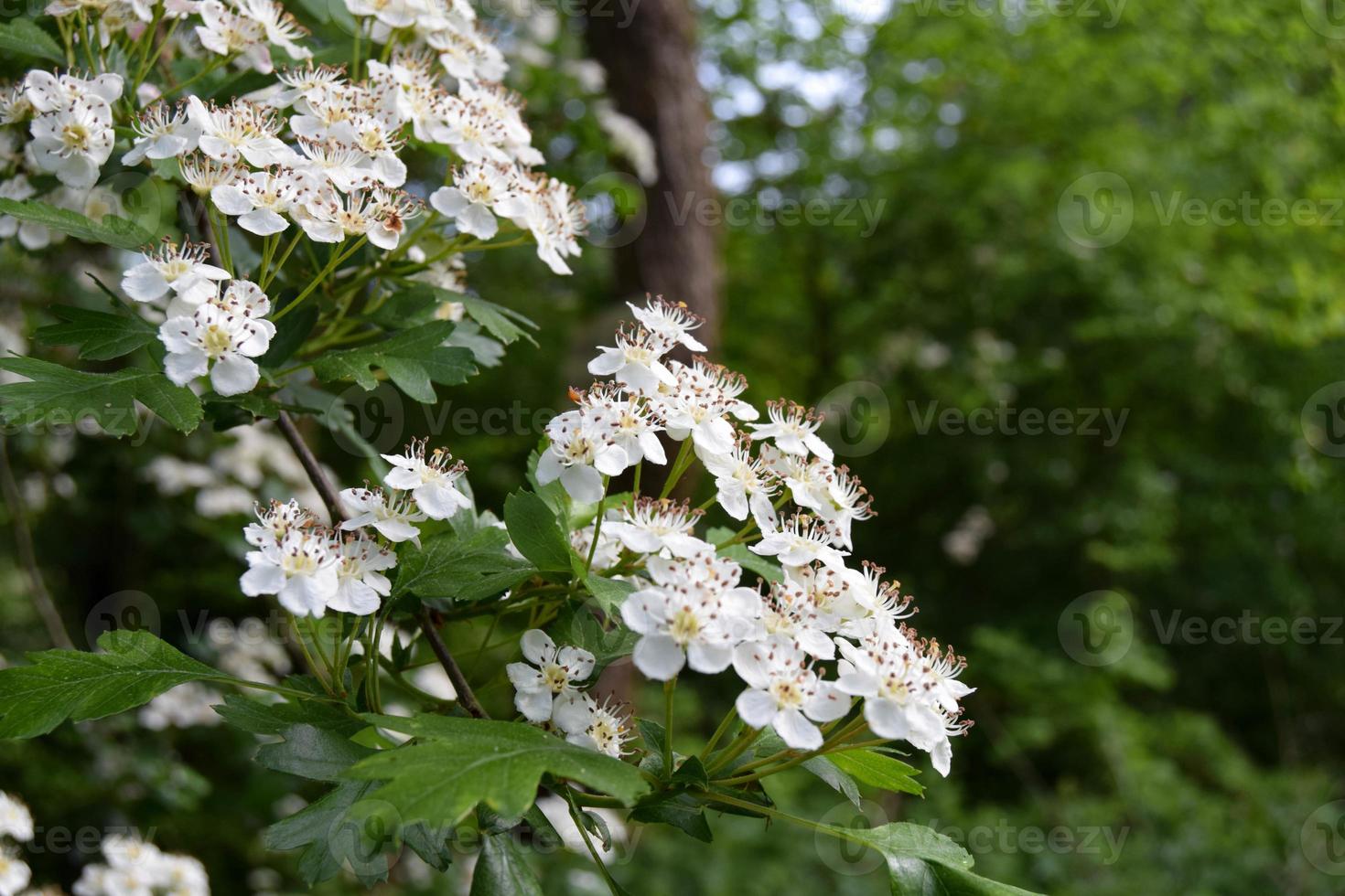 flor está desabrochando na primavera foto