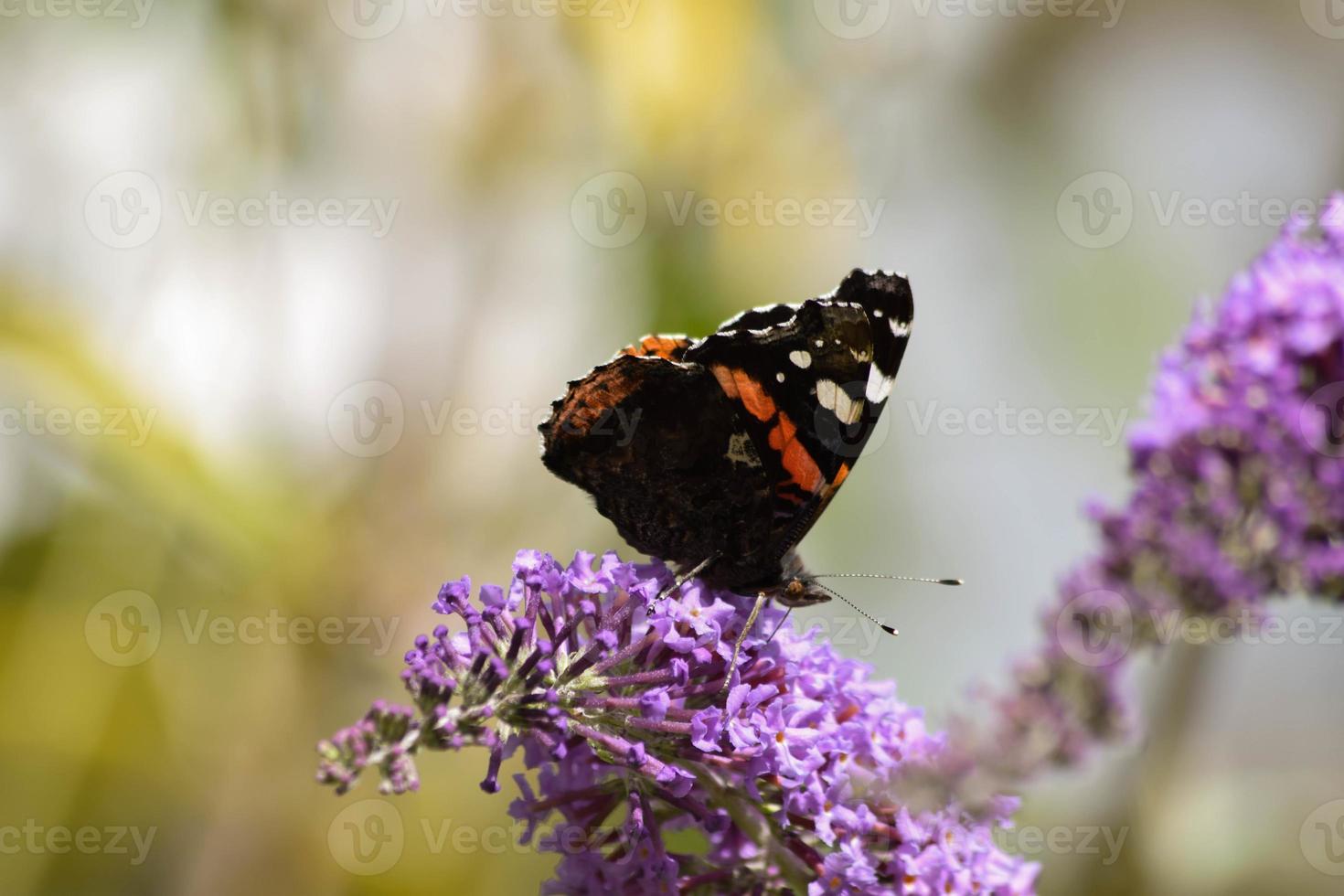 borboleta descansando na flor roxa foto