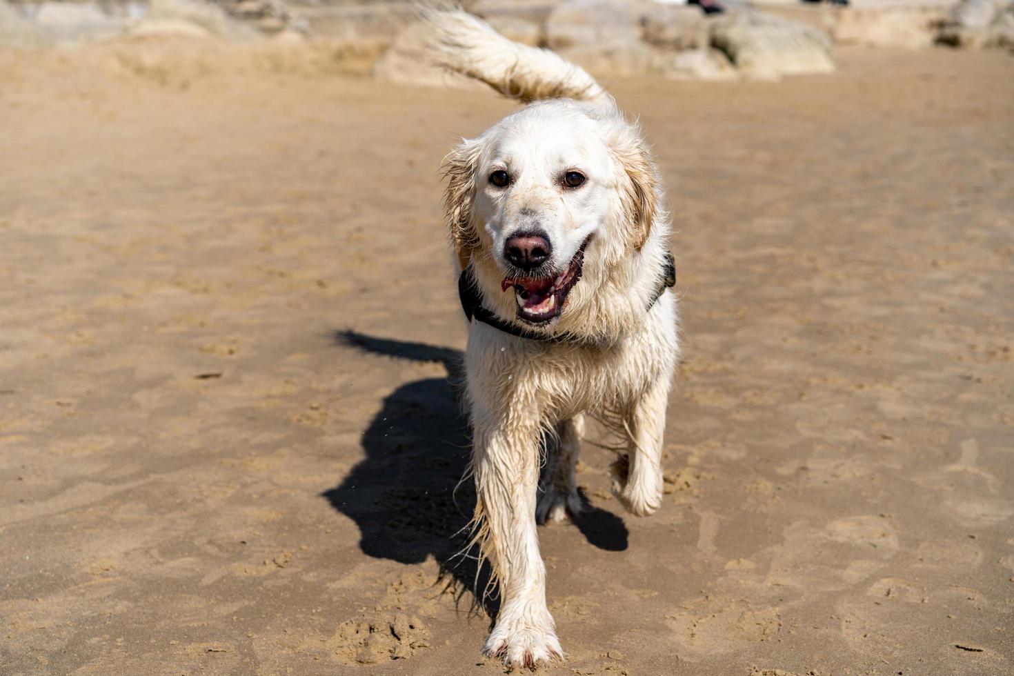 golden retriever caminhando na praia foto