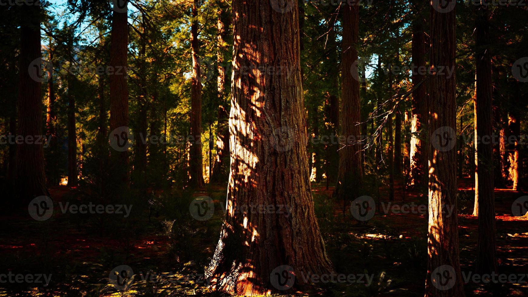 sequoias gigantes ou sequoias sierra crescendo na floresta foto