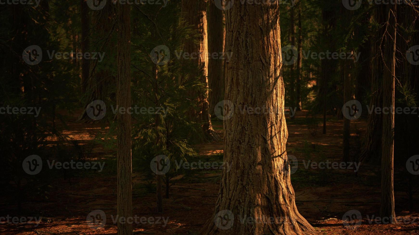 escala das sequoias gigantes do parque nacional das sequoias foto