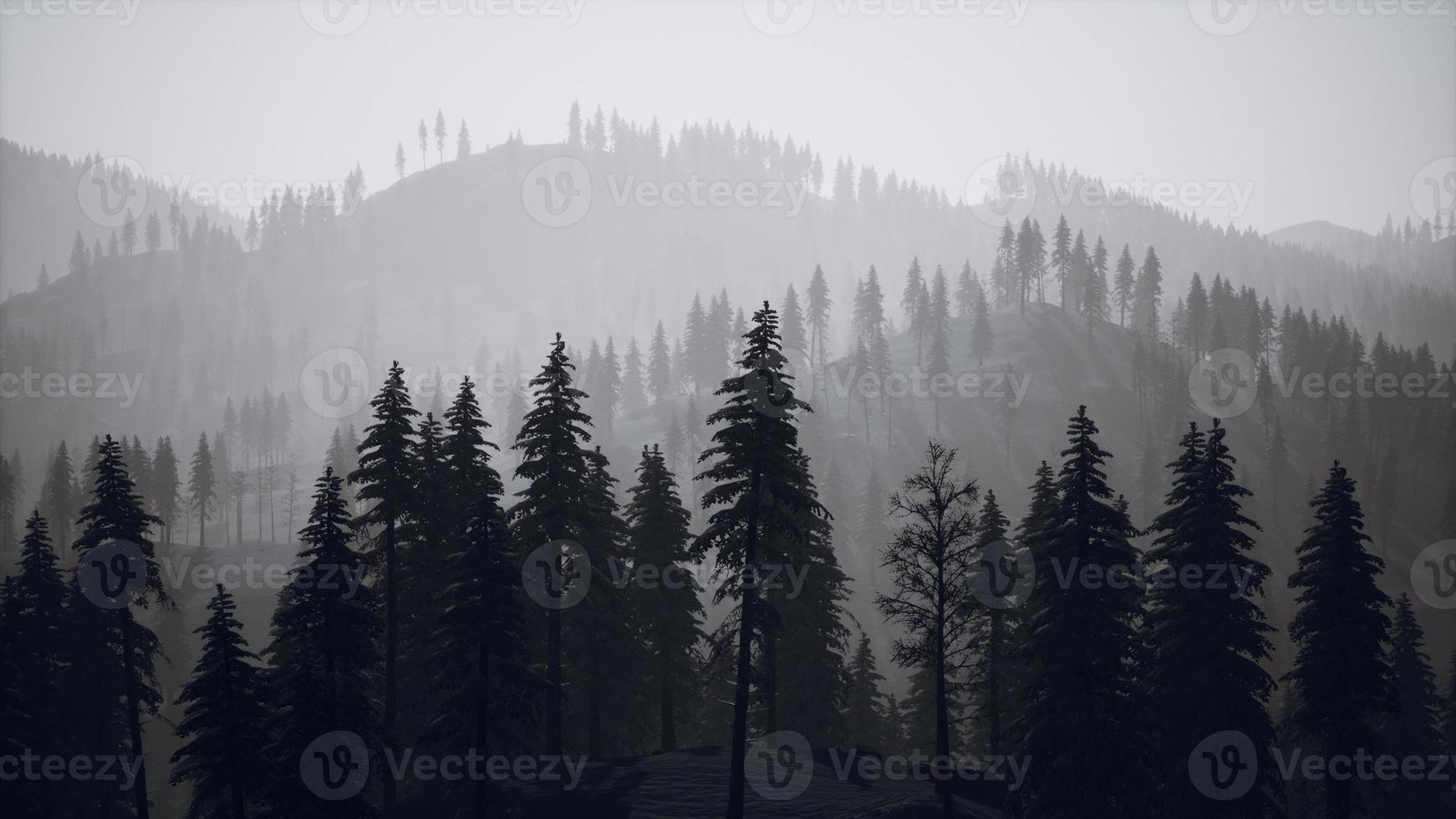 nevoeiro e neblina das montanhas carpáticas na floresta de pinheiros foto