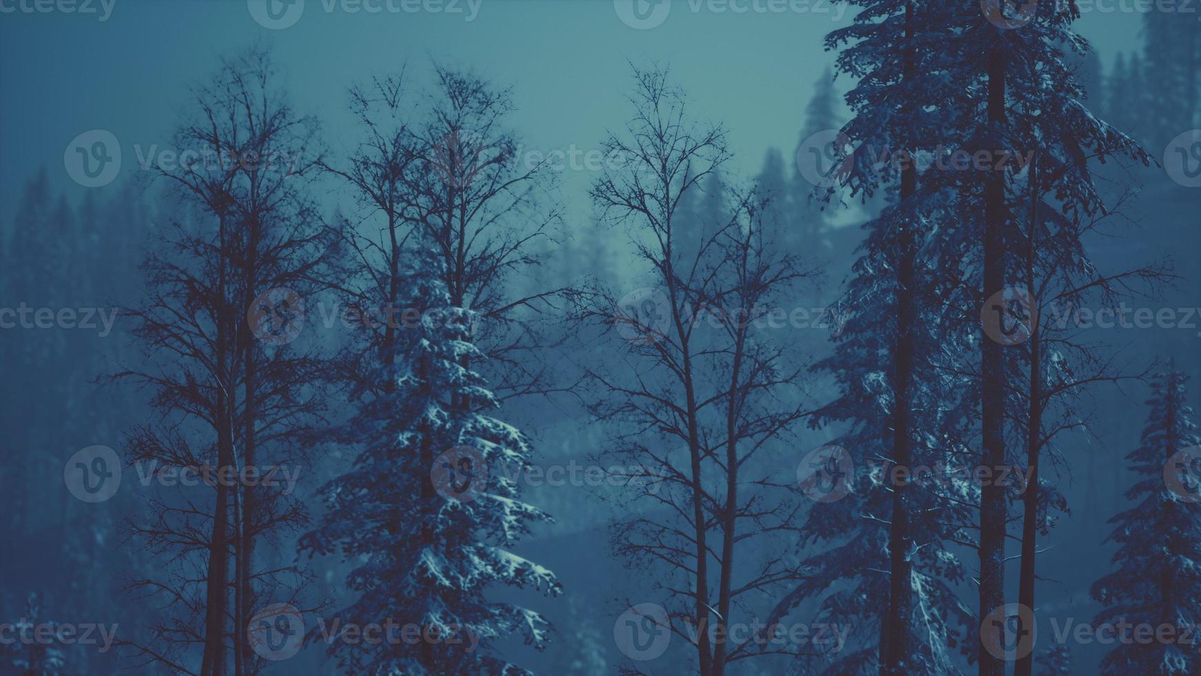 floresta de inverno de manhã nas montanhas dos cárpatos foto