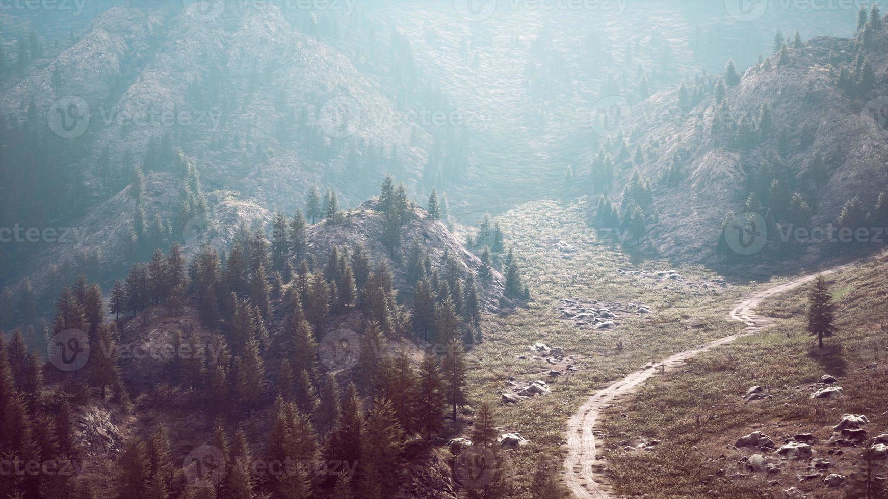 vista aérea da estrada que atravessa belas florestas de pinheiros verdes foto