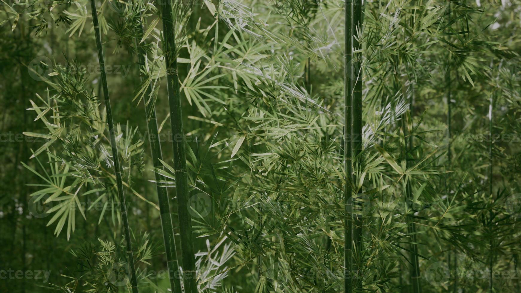 floresta verde de bambu em nevoeiro profundo foto