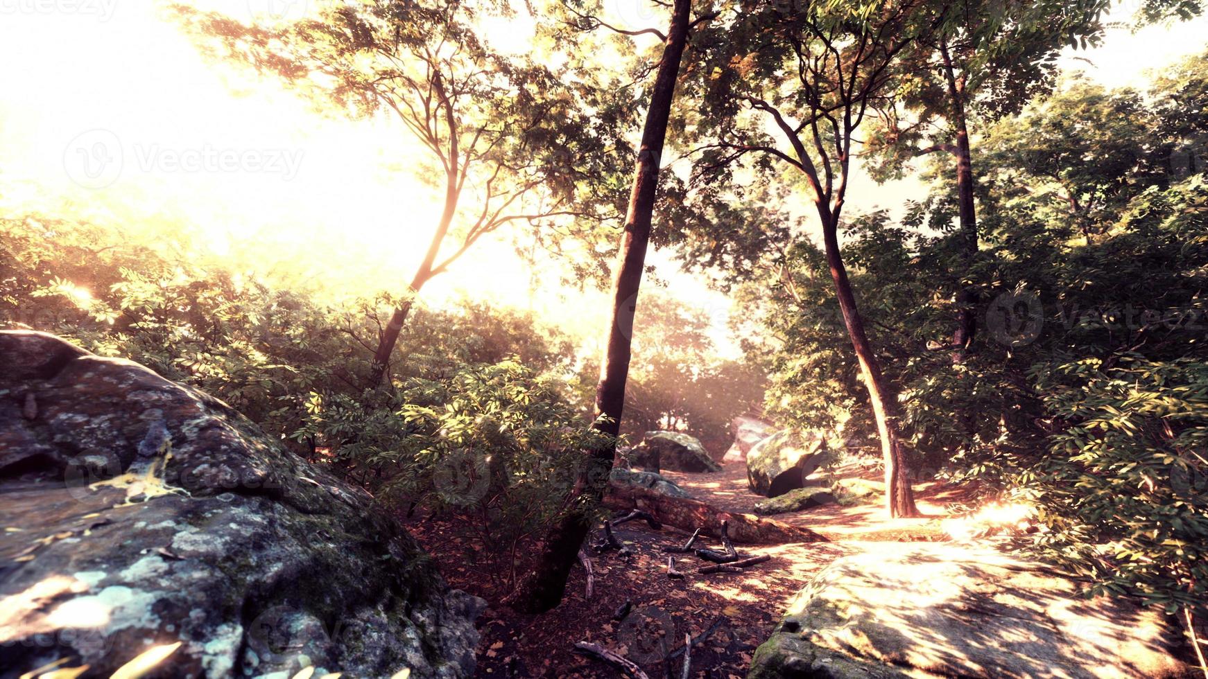 luz do sol do final do verão rompendo as árvores foto
