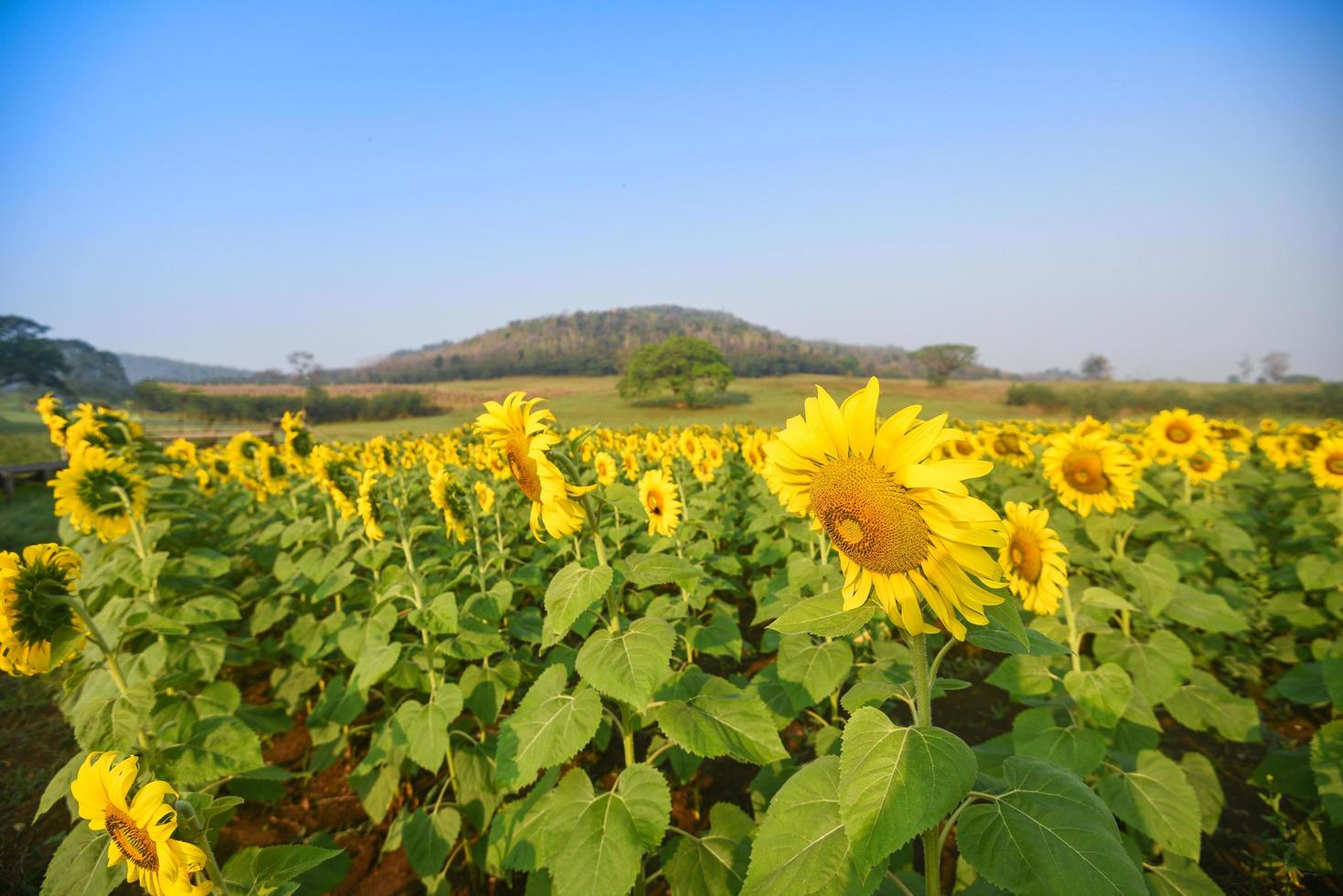 campo de girassol com plantio de árvore de planta de girassol no fundo do céu azul natural do jardim, flor de sol na zona rural da fazenda foto