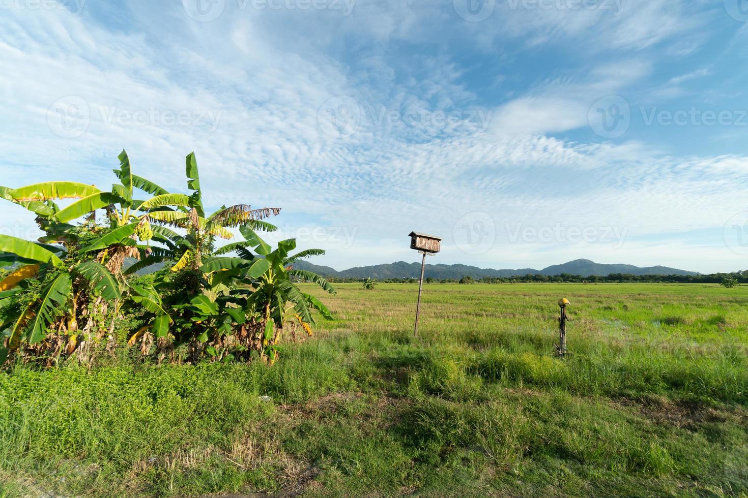 casa de passarinho ao lado da plantação de bananeiras foto