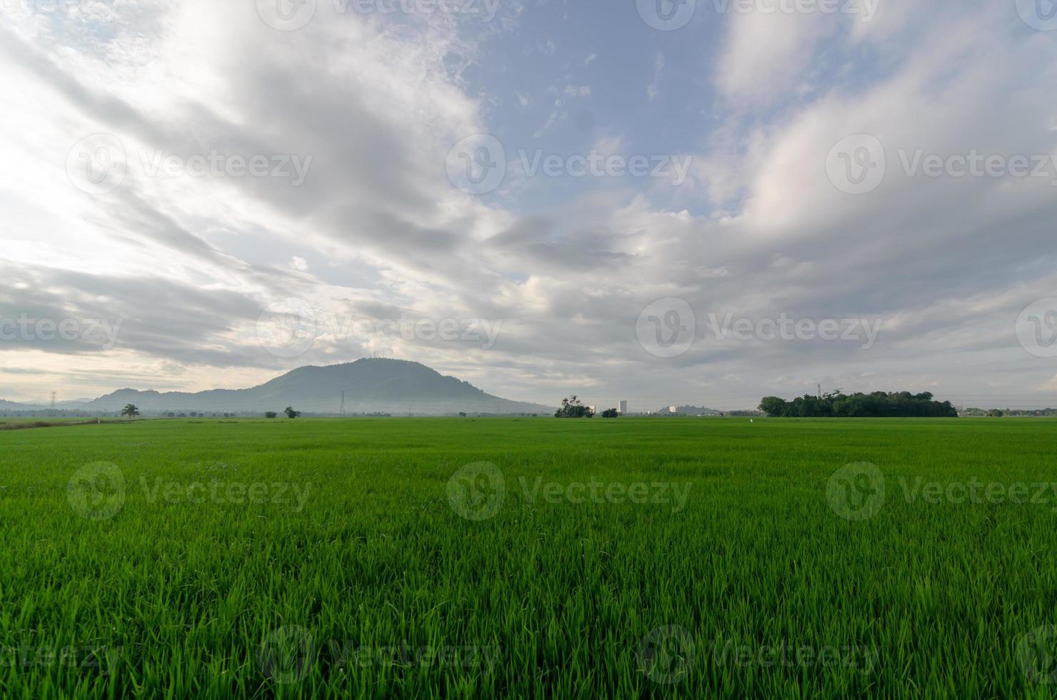 cena rural verde campo de arroz do lado do país foto