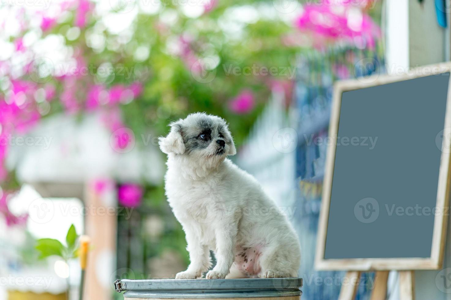 foto de cachorro branco, sessão de fotos fofa, conceito de cachorro de amor