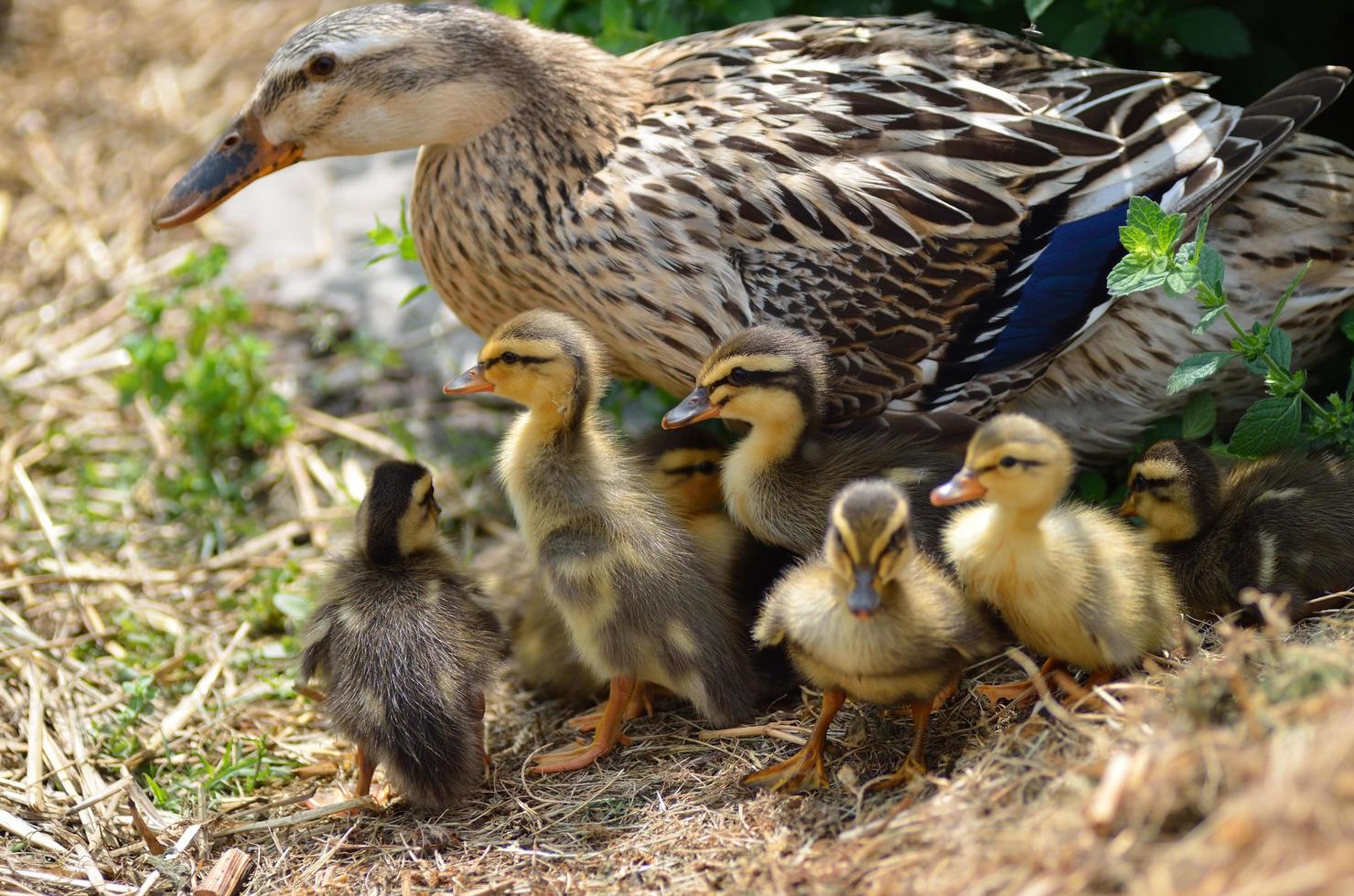 muitos patos de corredor de bebê foto