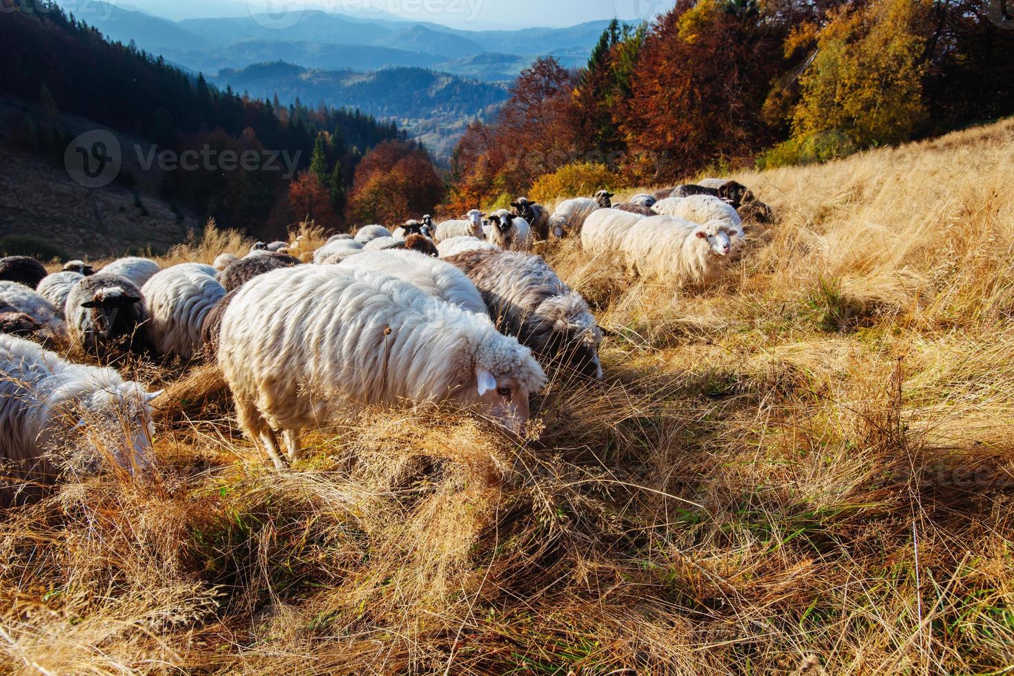 rebanho de ovelhas foto