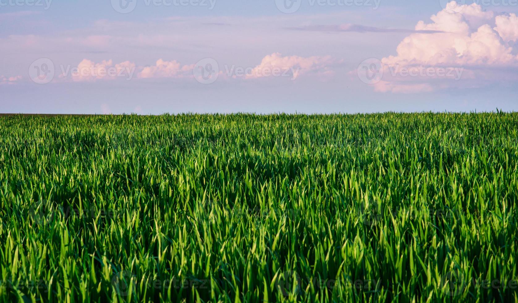 campo de grama verde foto