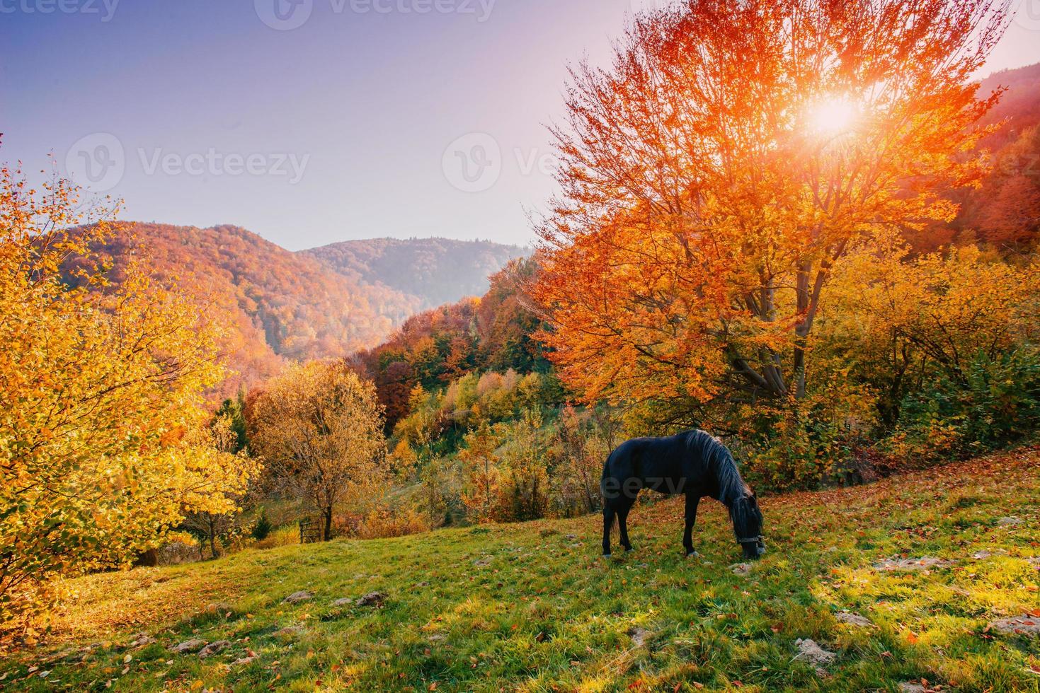 cavalo pastando no prado foto