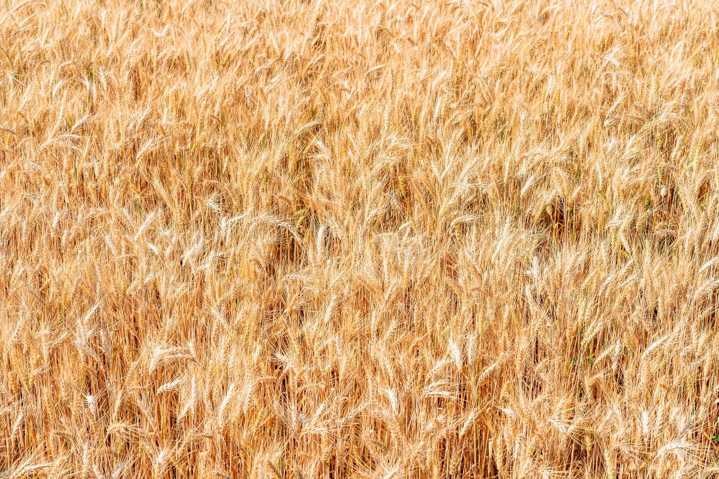 campo de trigo dourado no verão. foto