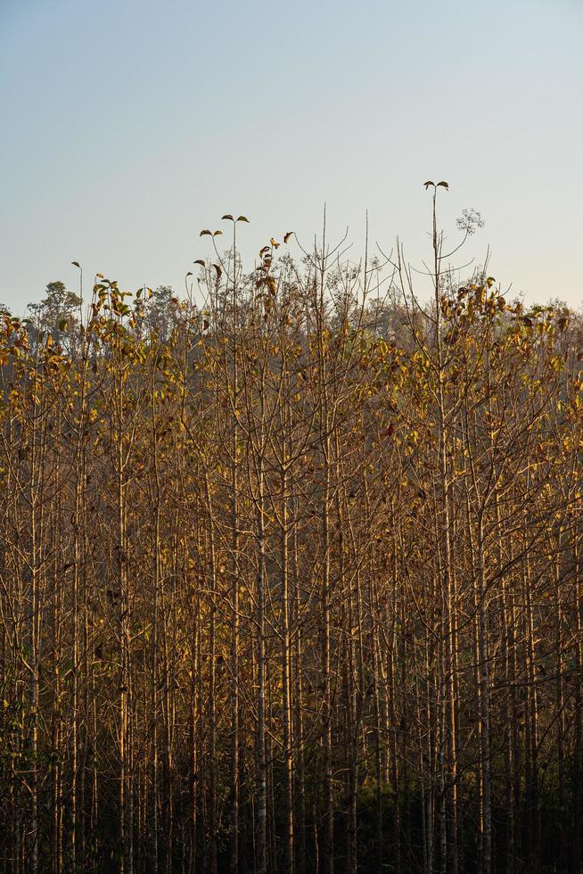 árvores de teca na floresta agrícola na montanha. foto