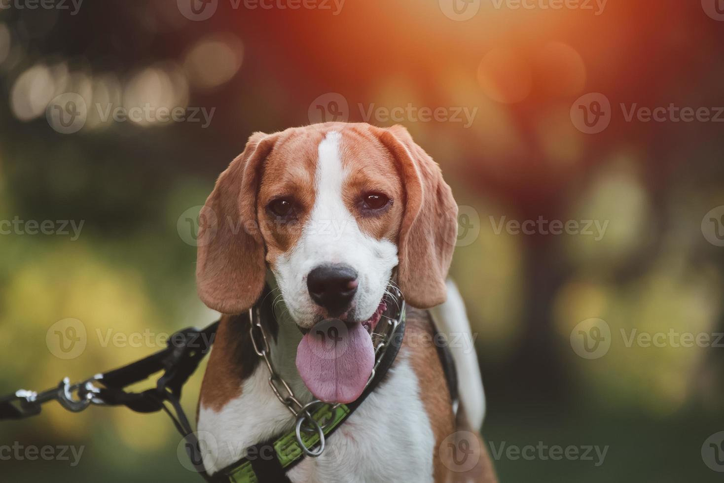 beagle com língua de fora na grama durante o pôr do sol na zona rural de campos. retrato de cão de fundo iluminado. conceito de cão animal. foto