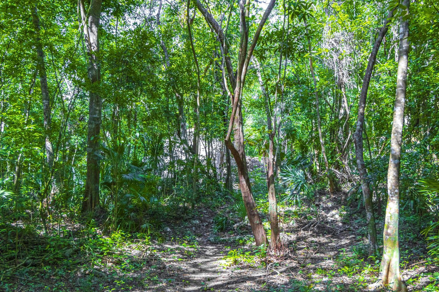 selva tropical plantas árvores trilhas para caminhada muyil ruínas maias méxico. foto