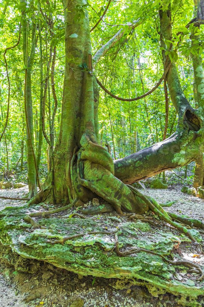 tropicais naturais selva floresta plantas árvores muyil maia ruínas mexico. foto