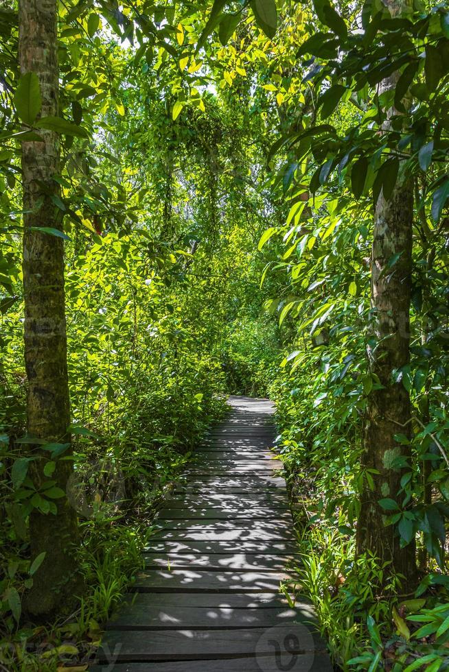 selva tropical plantas árvores madeira trilhas para caminhada sian kaan méxico. foto