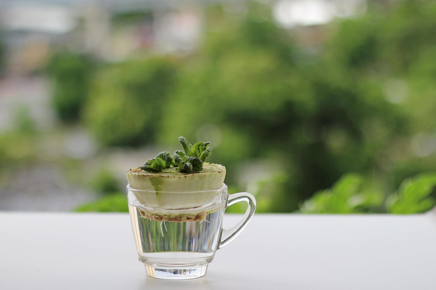 repolho chinês brota de uma planta velha em um copo de água em uma mesa branca na varanda com um fundo verde embaçado pela manhã. legumes rebote em copo de água. foto