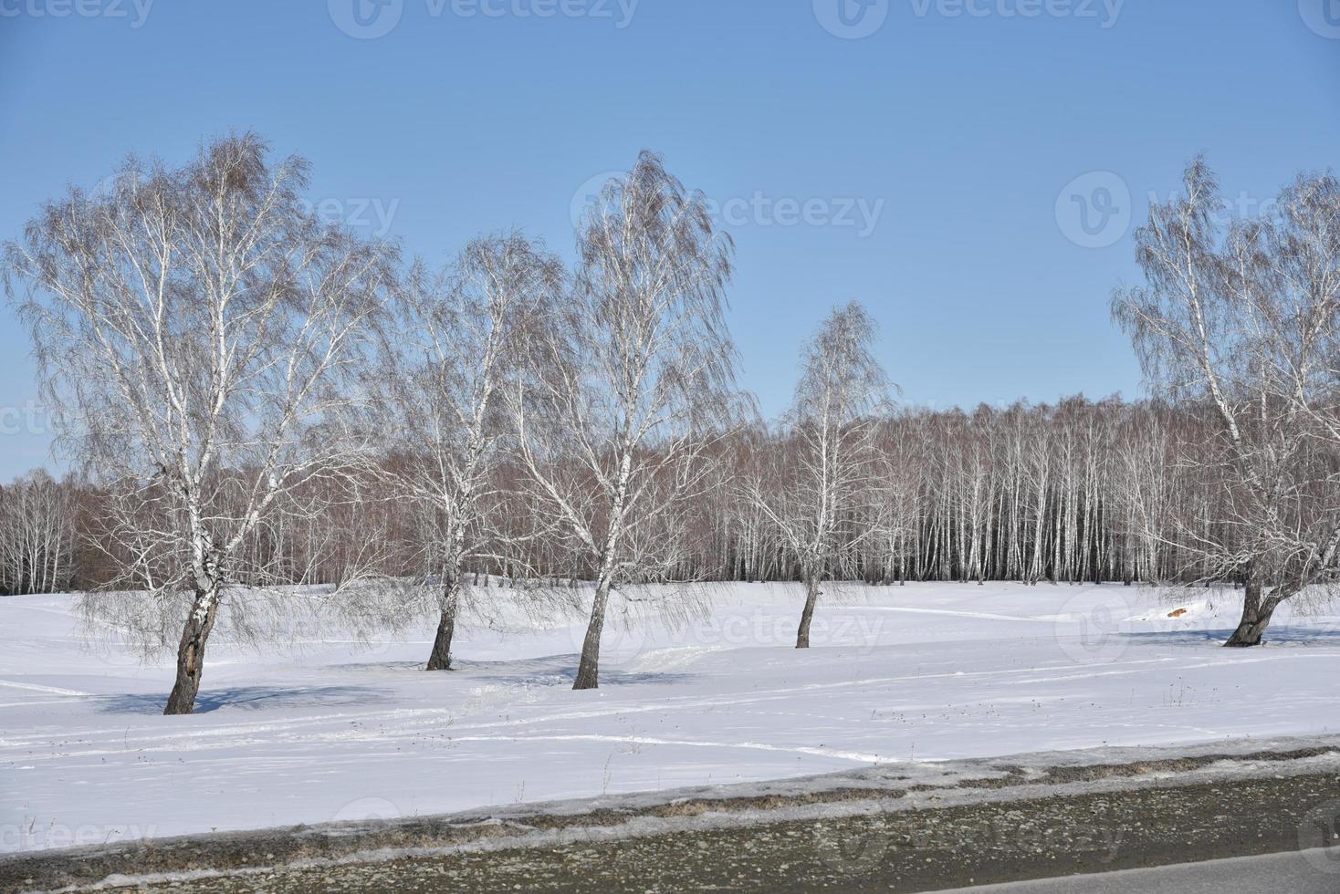 floresta de inverno e neve no campo durante o dia foto