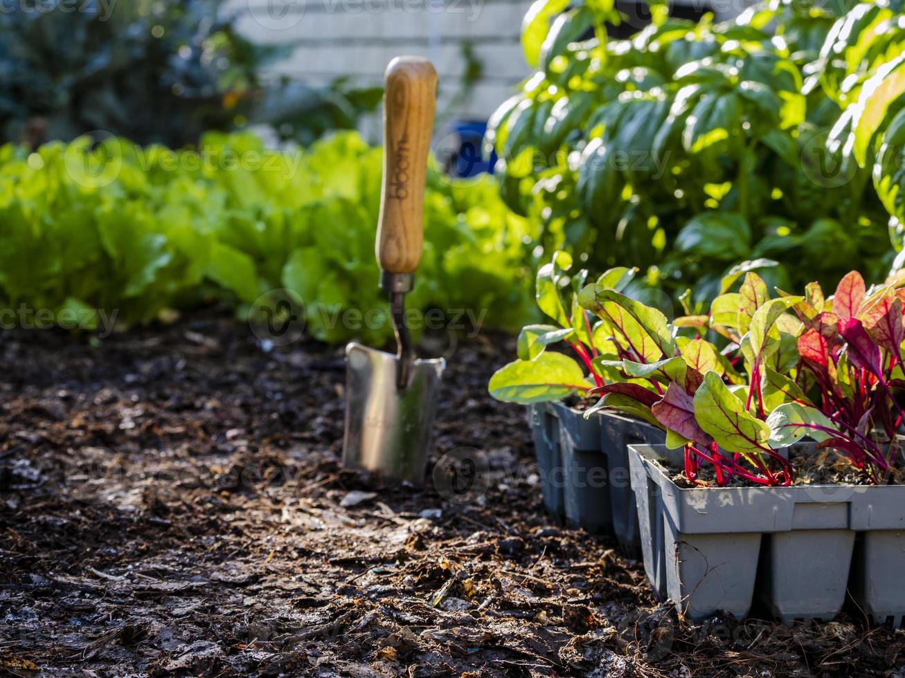 bandejas de mudas de beterraba prontas para transplante em uma horta em casa foto