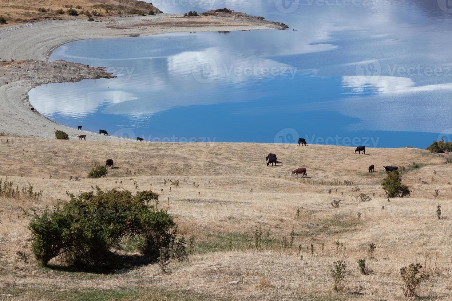 gado pastando na terra ao redor do lago hawea foto