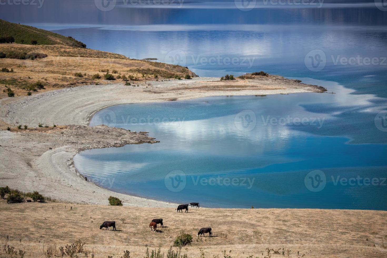 gado pastando nas margens do lago hawea foto