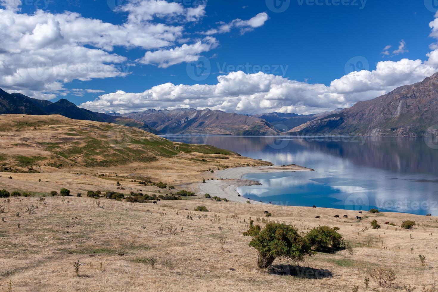 gado pastando na terra ao redor do lago hawea foto