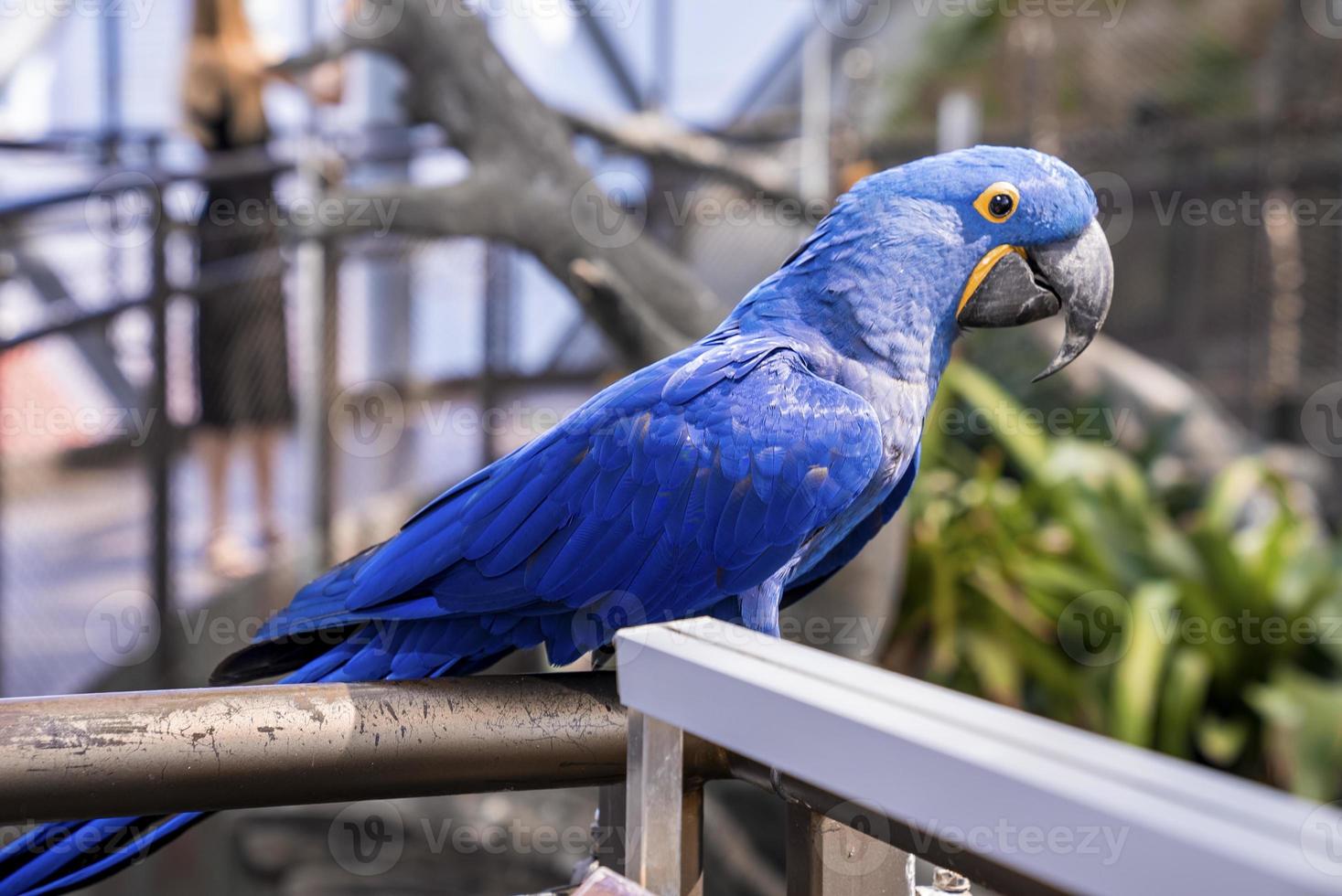 papagaio de arara jacinto com pena azul empoleirado na grade no zoológico foto