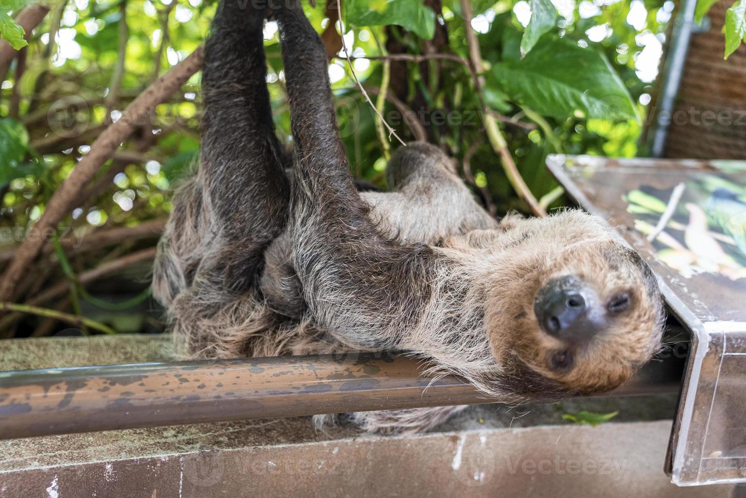 preguiça fofa marrom dormindo enquanto pendurado no galho de árvore no zoológico foto