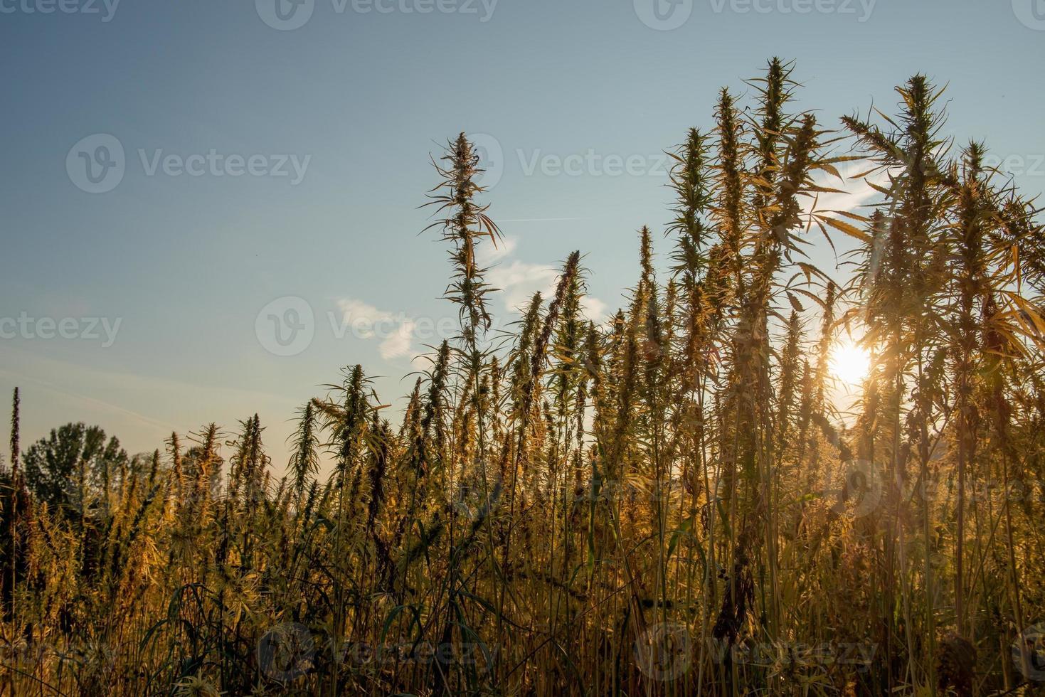 campo cultivado com cânhamo indiano foto