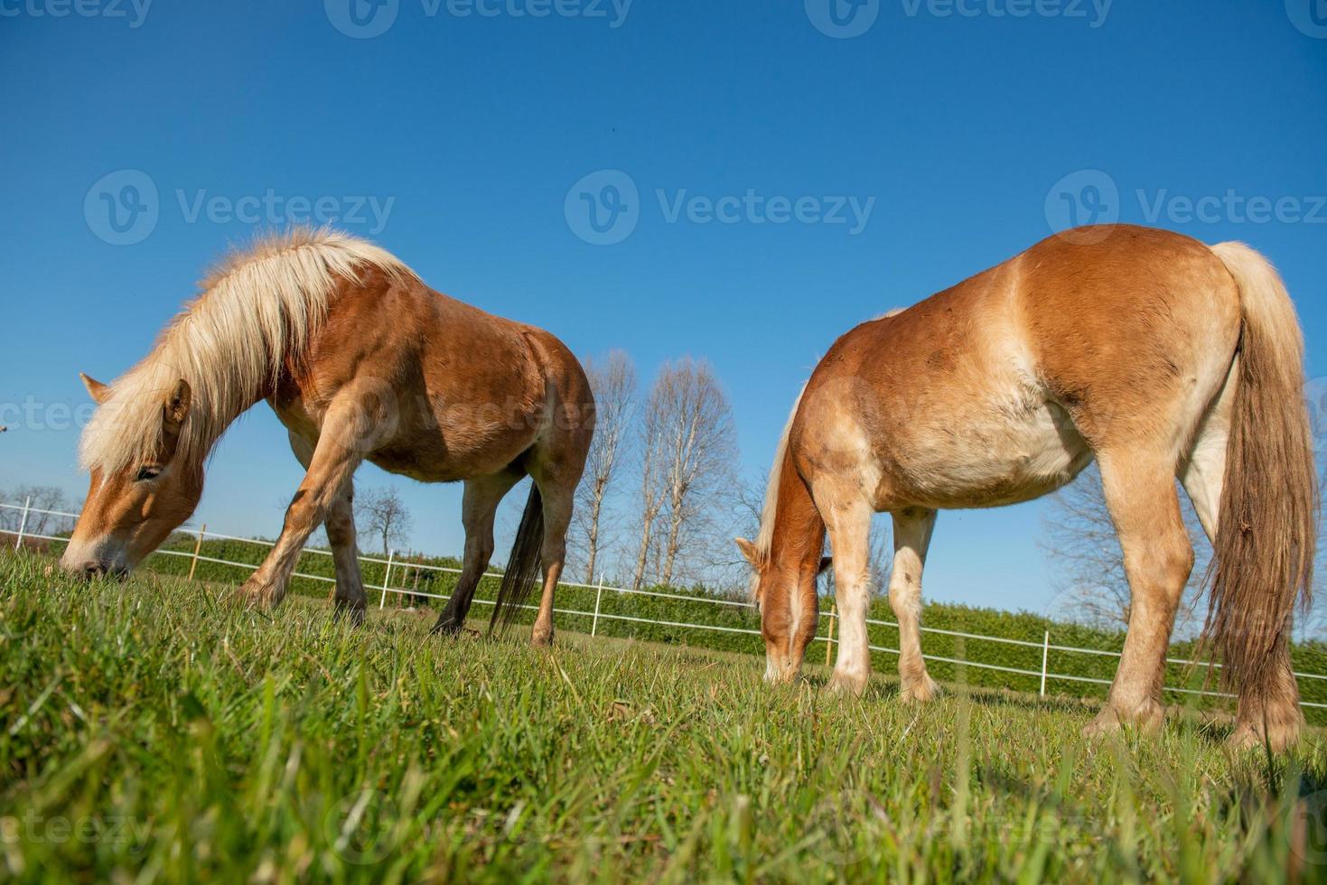 cavalos correm livremente foto