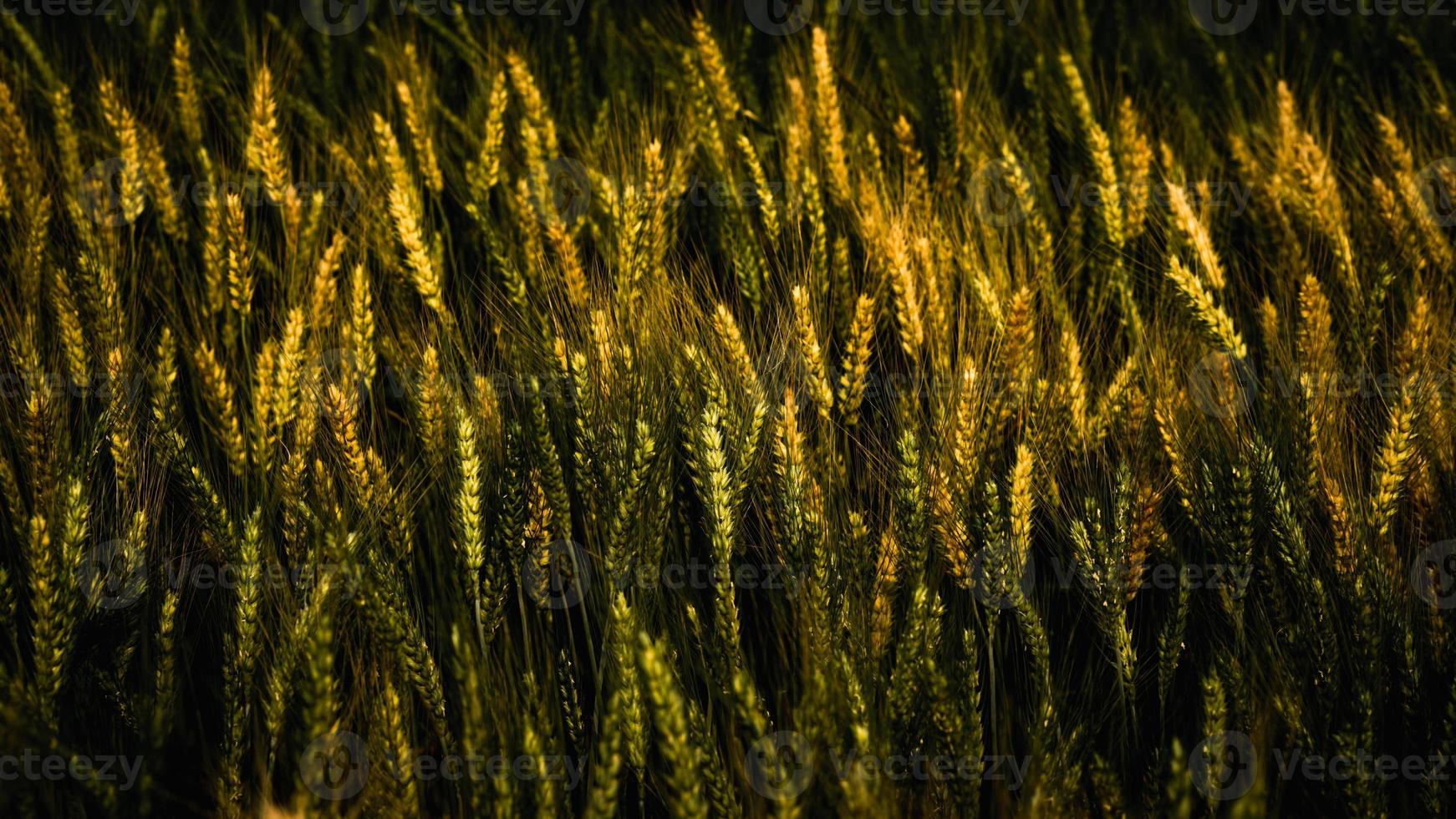 padrão de trigo dourado na fazenda no verão. foto