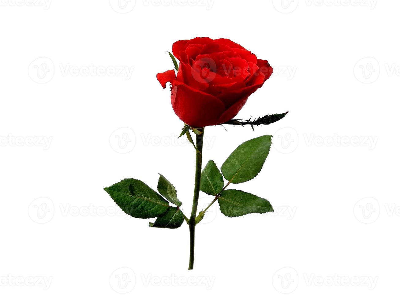 rosa vermelha isolada no fundo branco foto