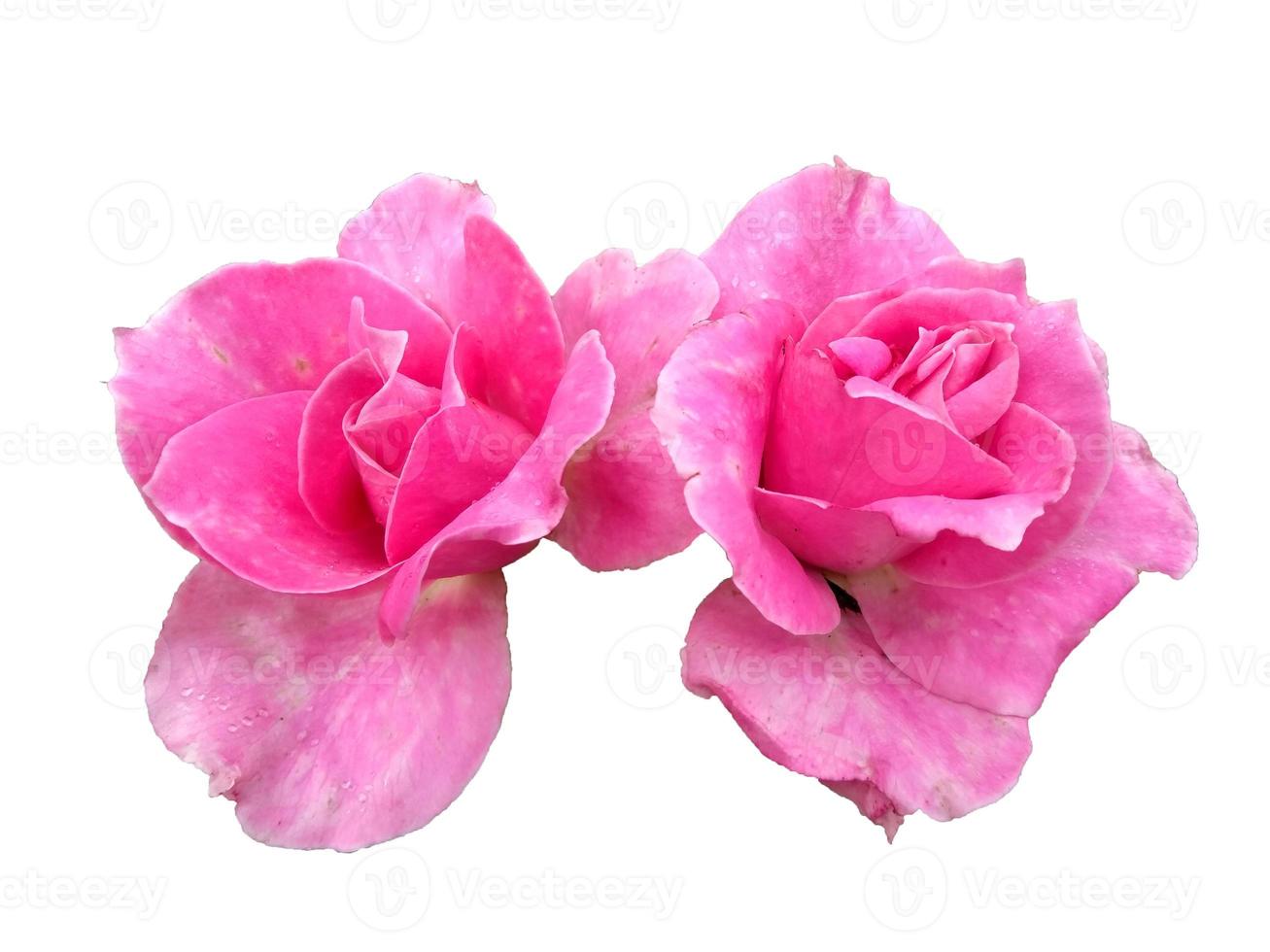 rosa roxa isolada no fundo branco foto