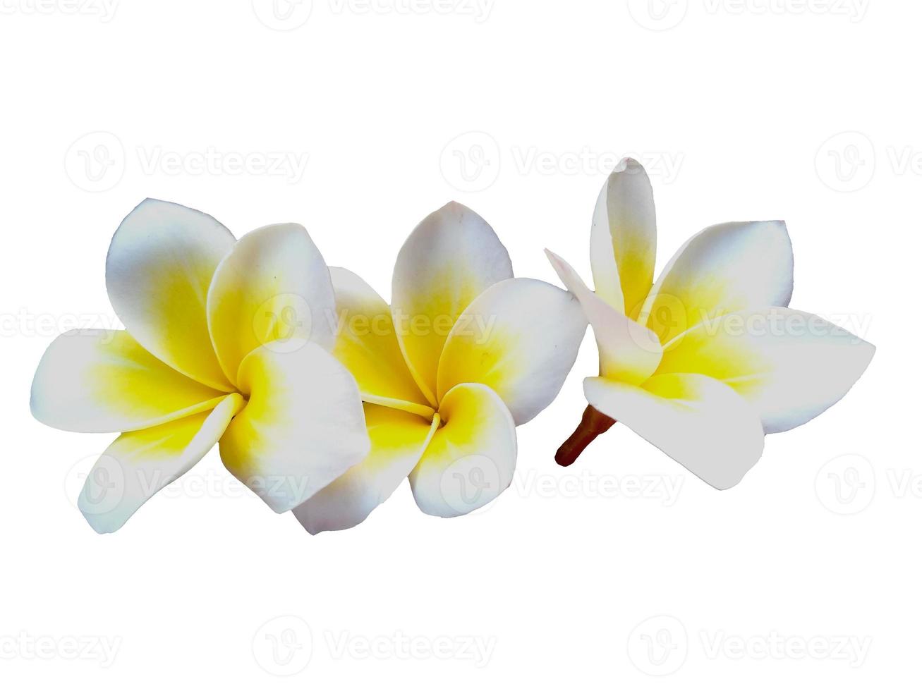 plumeria branca ou flor de frangipani isolada no fundo branco foto