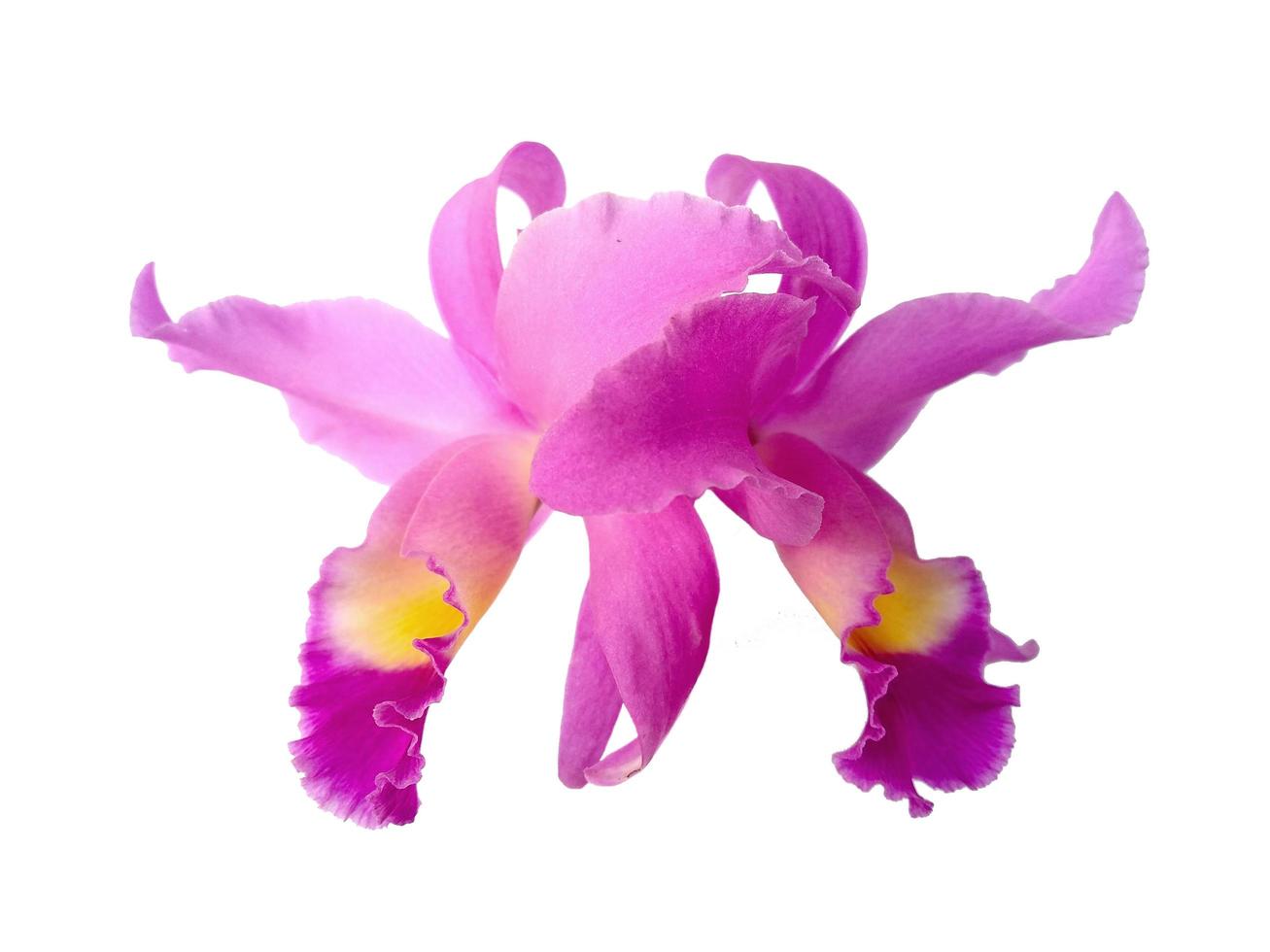 lindas flores roxas da orquídea cattleya isoladas no fundo branco foto